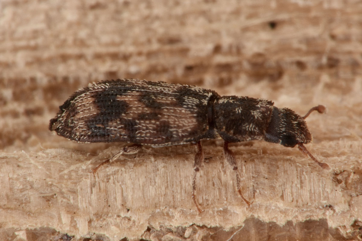 Zopheridae: Synchita sp.